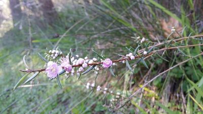Hypocalymma robustum, photographed by Helium Luo