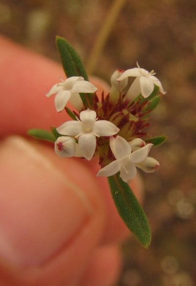 Spermacoce confusa, photographed by Carlos Martorell