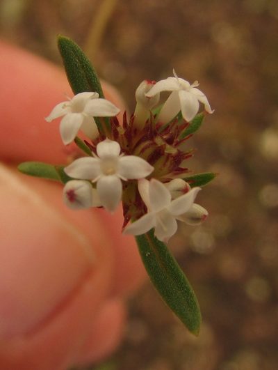 Spermacoce confusa, photographed by Carlos Martorell