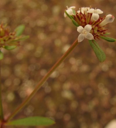 Spermacoce confusa, photographed by Carlos Martorell