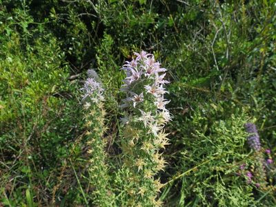 Liatris hesperelegans, photographed by Annika Lindqvist