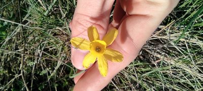 Narcissus assoanus, photographed by Samuel GUIRAUDOU