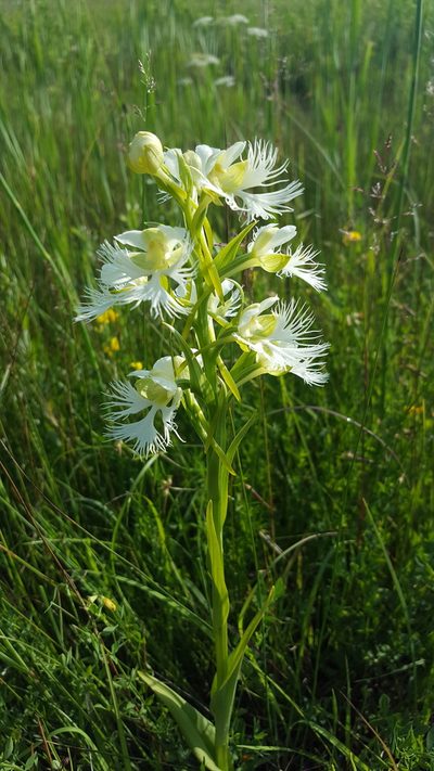 Platanthera praeclara, photographed by Norma Malinowski