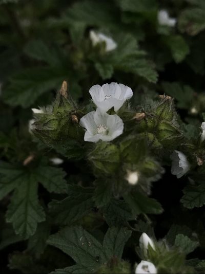 Fuertesimalva limensis, photographed by Nicolás Baresch Uribe