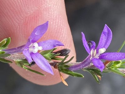 Theilera guthriei, photographed by Dave U