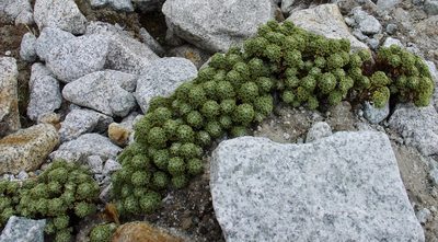 Xenophyllum dactylophyllum, photographed by Jean-Paul Boerekamps