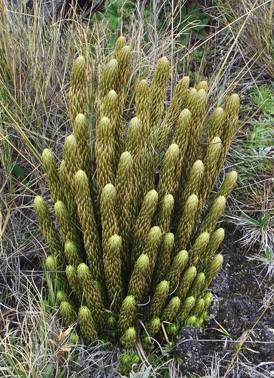 Phlegmariurus saururus, photographed by Jean-Paul Boerekamps