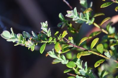 Vaccinium darrowii, photographed by Mike Ostrowski