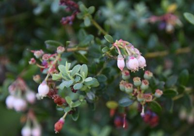 Vaccinium darrowii, photographed by Mike Ostrowski