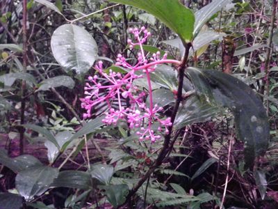 Medinilla speciosa, photographed by Chris Yesson