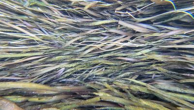 Vallisneria americana, photographed by Court Harding