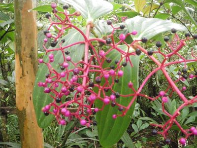 Medinilla speciosa, photographed by Chris Yesson