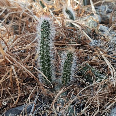 Nyctocereus serpentinus, photographed by Juan Carlos Fonseca Mata