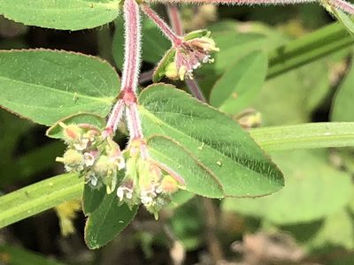 Euphorbia lasiocarpa, photographed by Antonio W. Salas