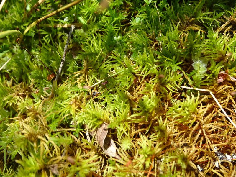 Helodium blandovii, photographed by Grzegorz Grzejszczak