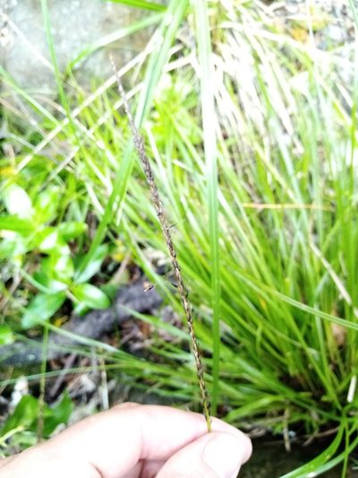 Carex corynoidea, photographed by Joe Potter Butler