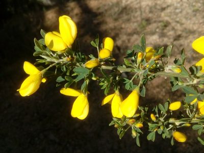 Cytisus arboreus, photographed by Josep Gesti
