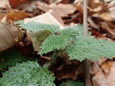 Urtica thunbergiana, photographed by Meng-Ying Tsai