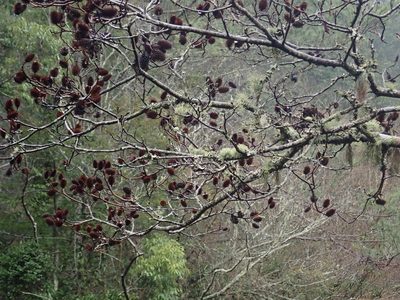 Platycarya strobilacea, photographed by Meng-Ying Tsai