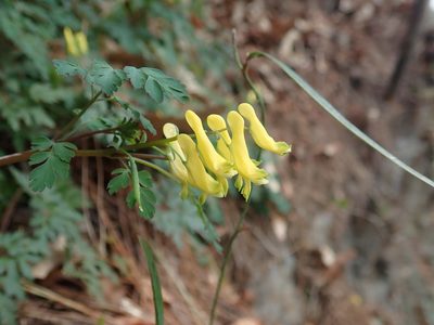 Corydalis pallida, photographed by Meng-Ying Tsai