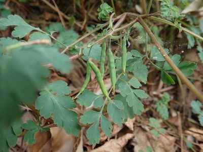 Corydalis pallida, photographed by Meng-Ying Tsai