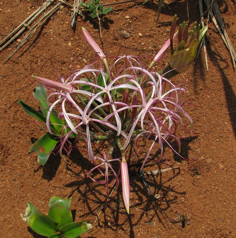 Crinum buphanoides, photographed by Todd Boland