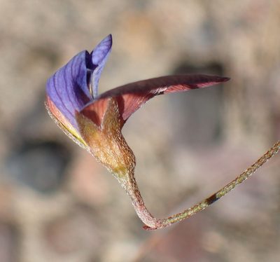 Lotononis filiformis, photographed by Nicola van Berkel