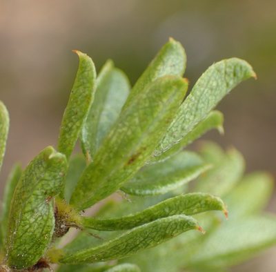 Psoralea heterosepala, photographed by Nicola van Berkel