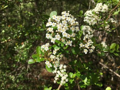 Viburnum obovatum, photographed by Darren Oh