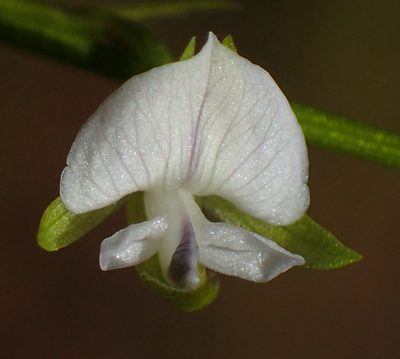 Psoralea vlokii, photographed by Nicola van Berkel