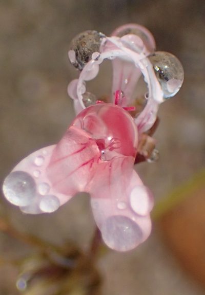 Pelargonium gracillimum, photographed by Nicola van Berkel