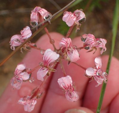 Pelargonium gracillimum, photographed by Nicola van Berkel