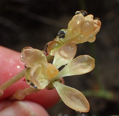 Pelargonium pillansii, photographed by Nicola van Berkel