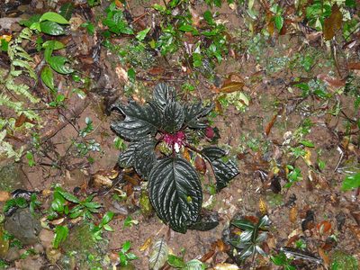 Drymonia turrialvae, photographed by Dan Riley