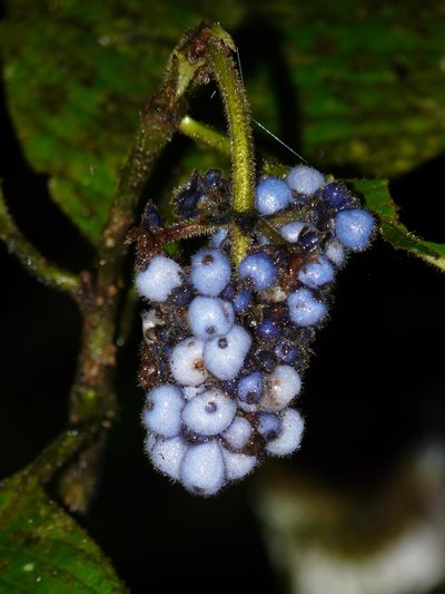 Palicourea pilosa, photographed by Dan Riley