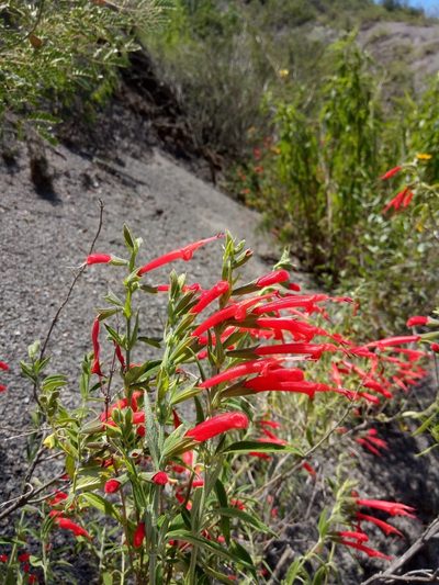 Salvia haenkei, photographed by Alfredo F. Fuentes Claros