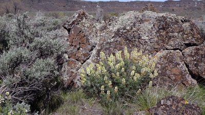 Lupinus sulphureus, photographed by Tuoichen