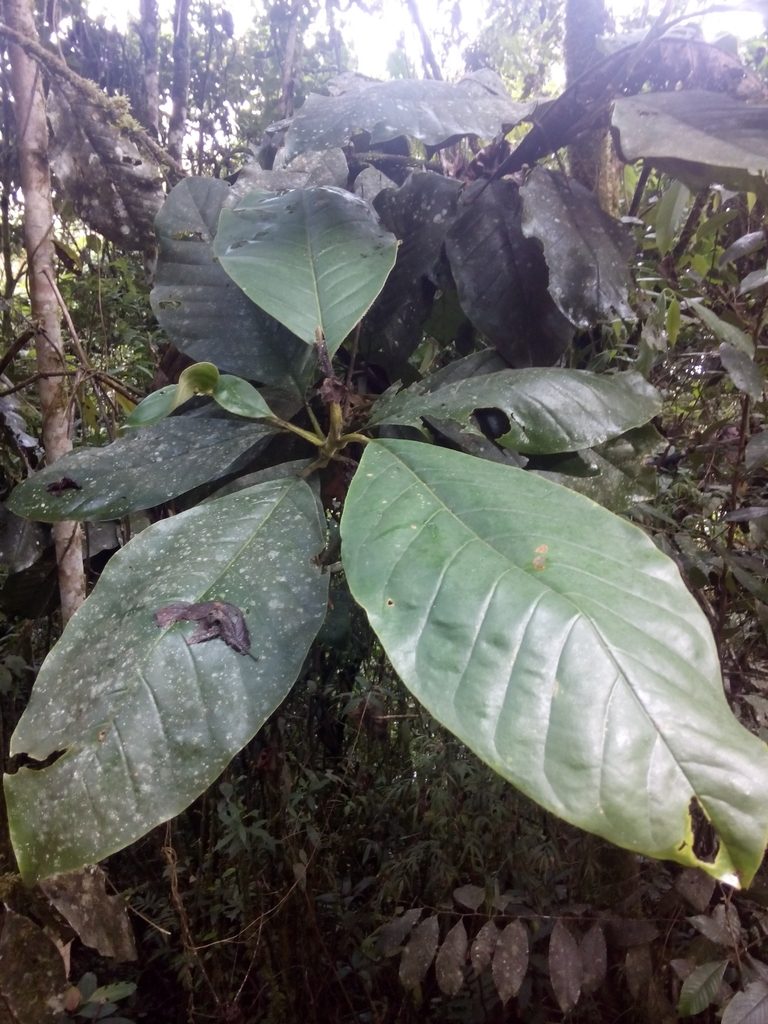 Magnolia jardinensis, photographed by Daniel van der Post