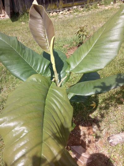 Magnolia jardinensis, photographed by Daniel van der Post