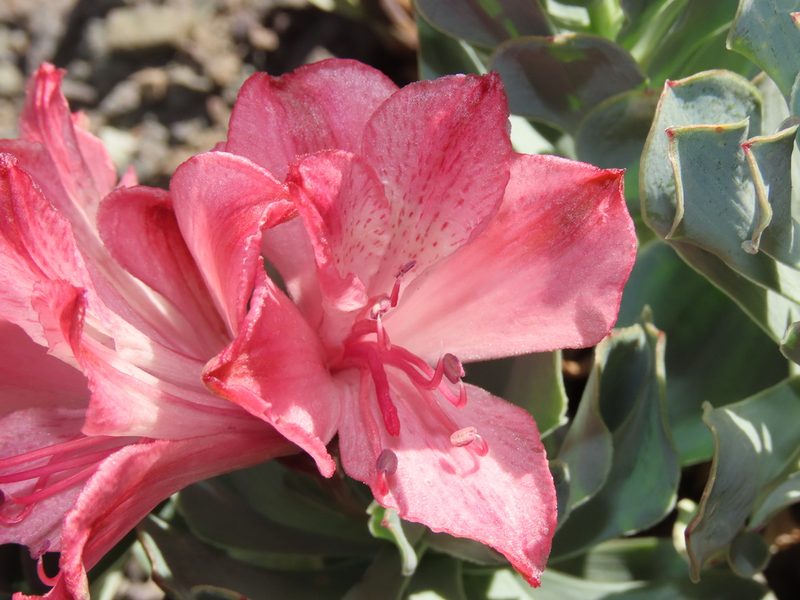 Alstroemeria spathulata, photographed by Nicolás Lavandero
