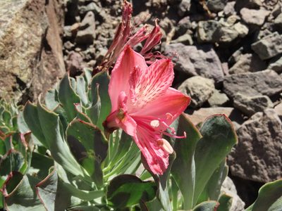 Alstroemeria spathulata, photographed by Nicolás Lavandero
