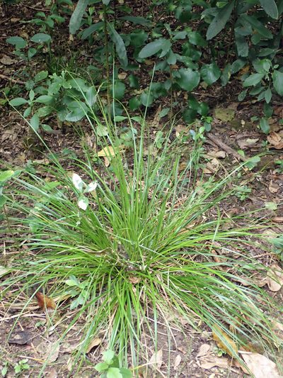 Carex auceps, photographed by Peter de Lange