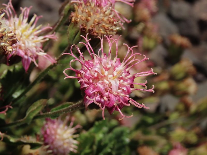 Marticorenia foliosa, photographed by Nicolás Lavandero