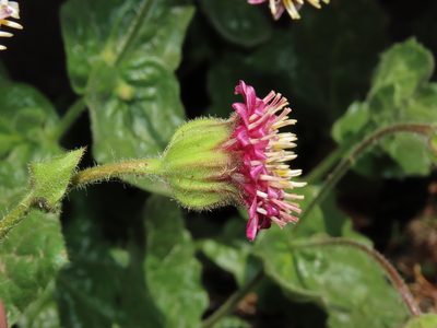 Marticorenia foliosa, photographed by Nicolás Lavandero