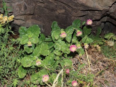 Marticorenia foliosa, photographed by Nicolás Lavandero