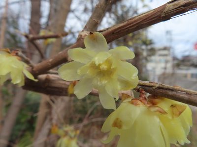 Chimonanthus praecox, photographed by Timur Kalininsky