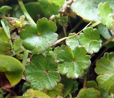 Hydrocotyle microphylla, photographed by Peter de Lange