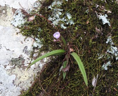 Sarcochilus ceciliae, photographed by Greg Tasney
