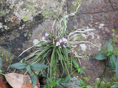 Sarcochilus ceciliae, photographed by Greg Tasney