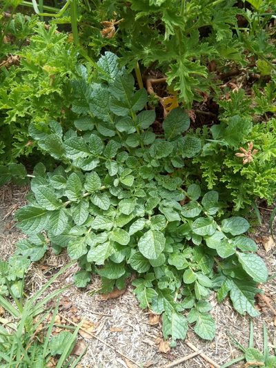 Solanum acaule, photographed by Alfredo F. Fuentes Claros